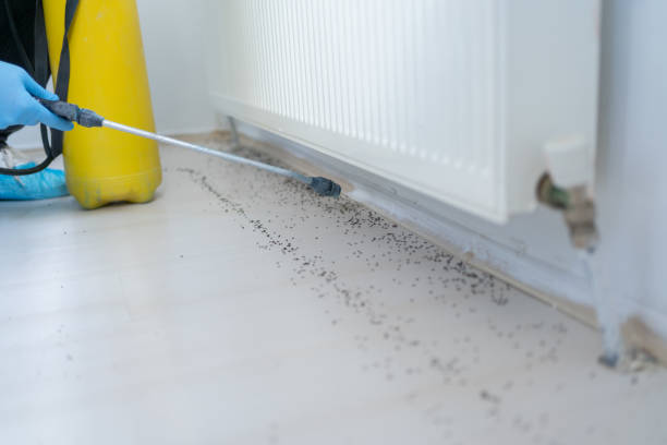 Best Local Pest Control Services  in Rochester, IL