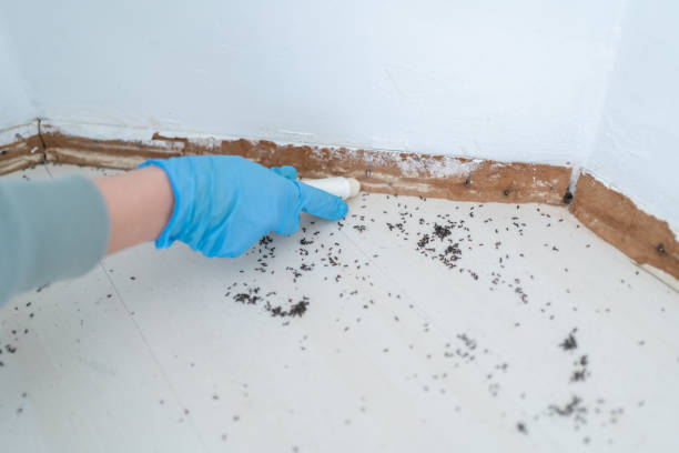 Best Affordable Pest Control Services  in Rochester, IL